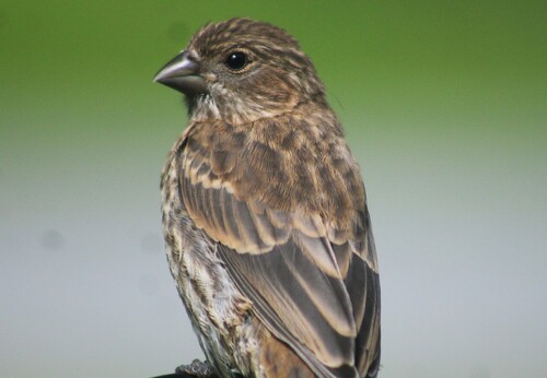 House Finch