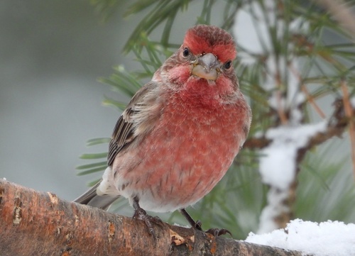 House Finch