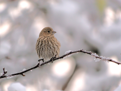 House Finch