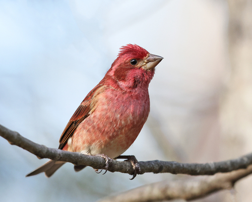 Purple Finch