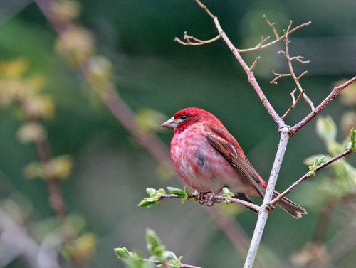 Purple Finch