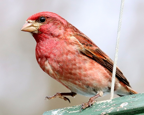 Purple Finch