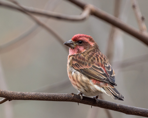 Purple Finch