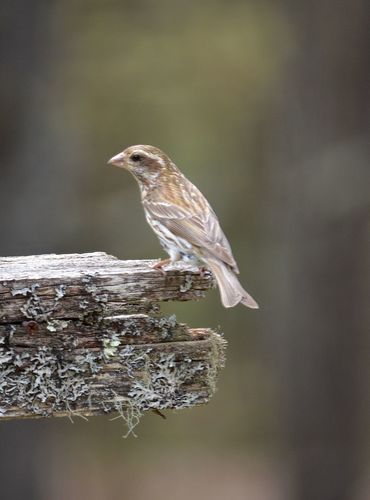 Purple Finch