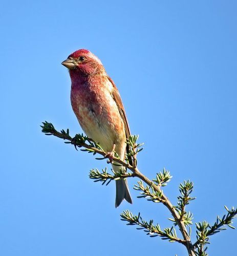 Purple Finch