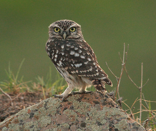 Little Owl