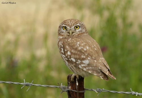 Little Owl