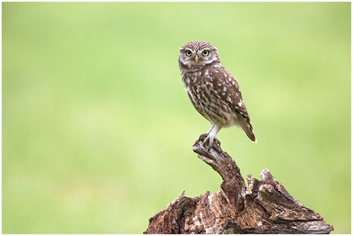 Little Owl