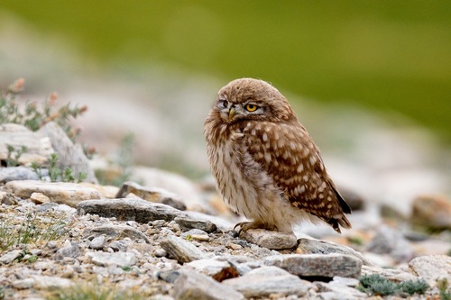 Little Owl