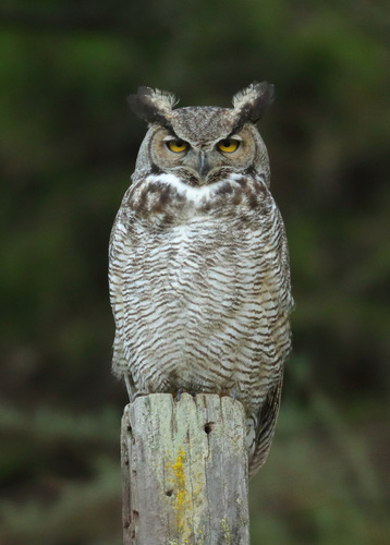 Great Horned Owl