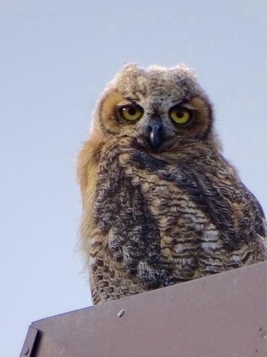 Great Horned Owl