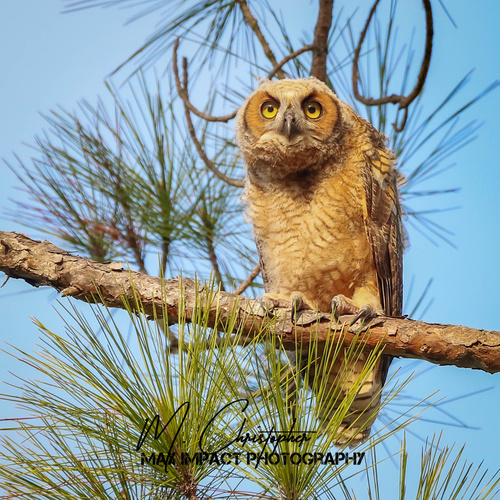 Great Horned Owl