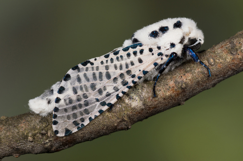 Wood Leopard Moth