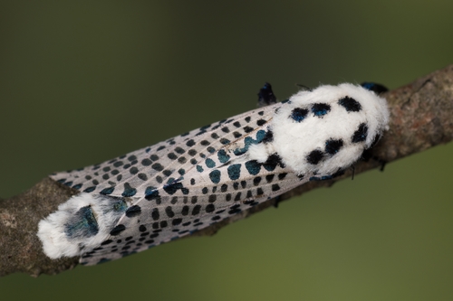 Wood Leopard Moth