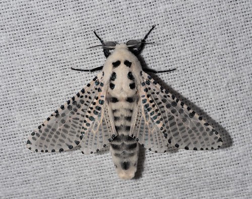 Wood Leopard Moth
