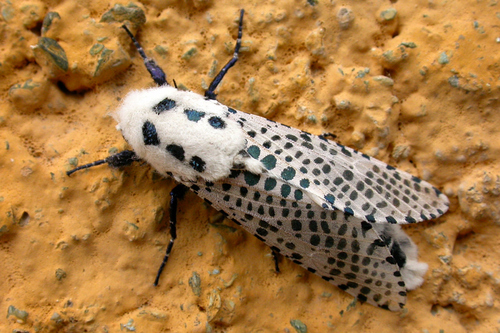 Wood Leopard Moth