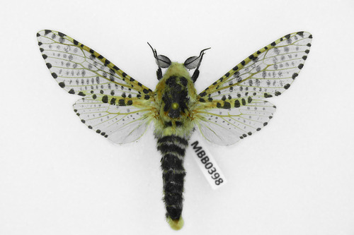 Wood Leopard Moth
