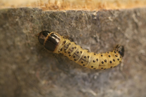 Wood Leopard Moth