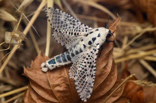 Wood Leopard Moth