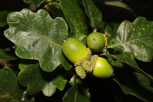 sessile oak