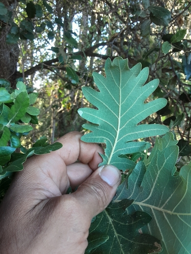 sessile oak