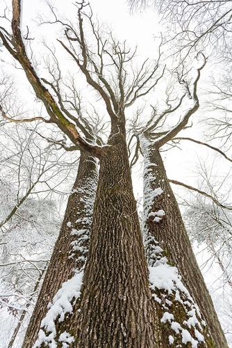 sessile oak