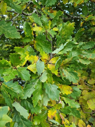 sessile oak