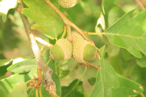 sessile oak