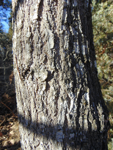 sessile oak