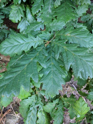 sessile oak