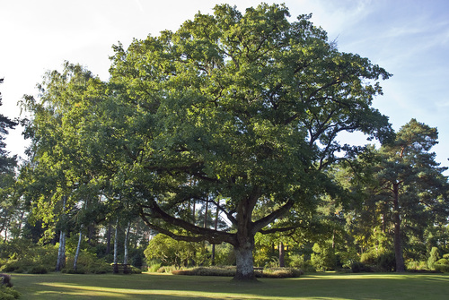 sessile oak