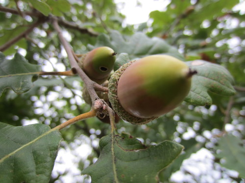 sessile oak