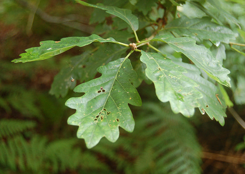 sessile oak