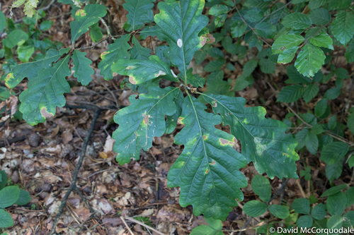 sessile oak
