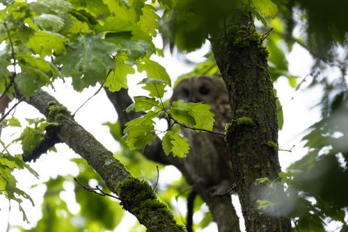 sessile oak