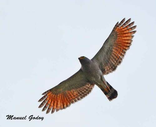 Roadside Hawk