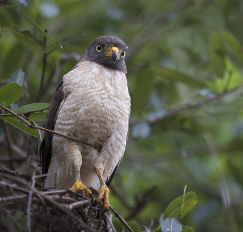 Roadside Hawk
