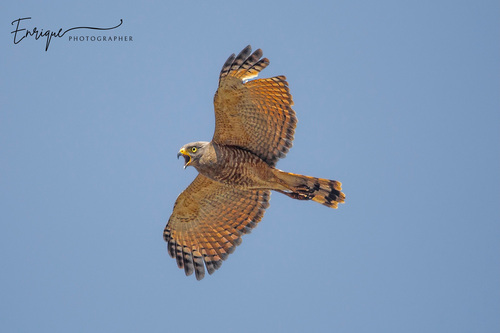 Roadside Hawk