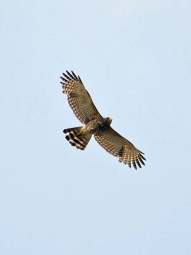 Roadside Hawk
