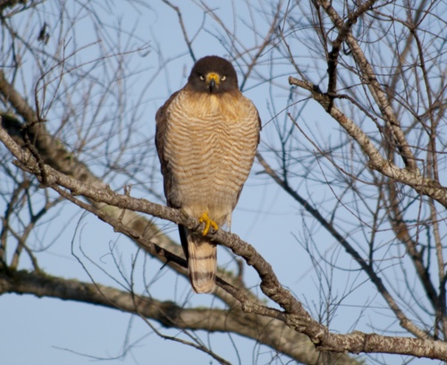Roadside Hawk