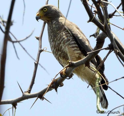 Roadside Hawk
