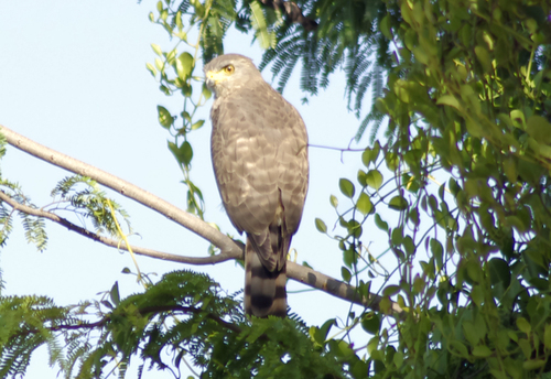 Roadside Hawk