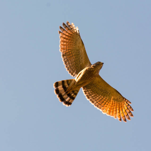 Roadside Hawk
