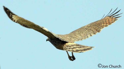 Roadside Hawk