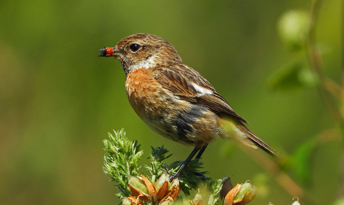 European Stonechat