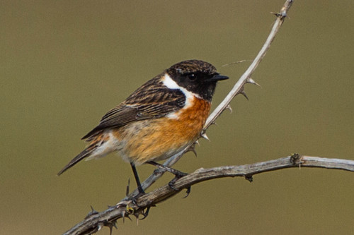 European Stonechat