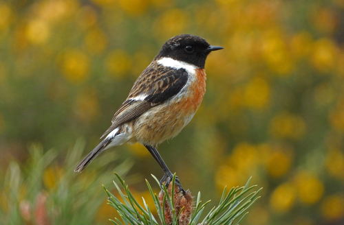 European Stonechat