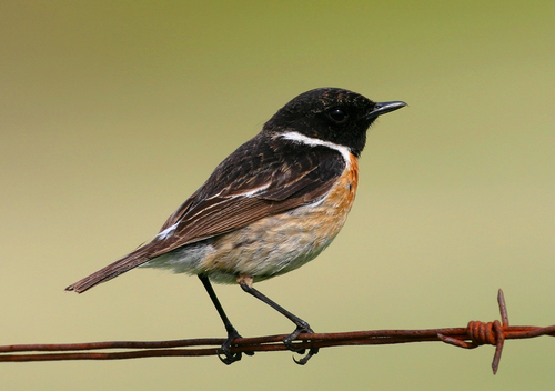 European Stonechat