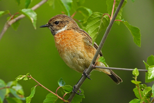European Stonechat
