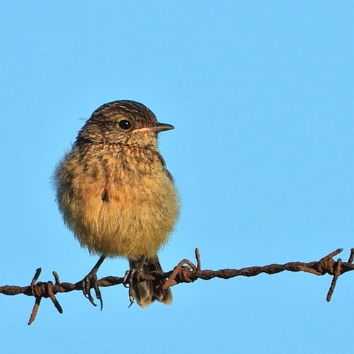 European Stonechat